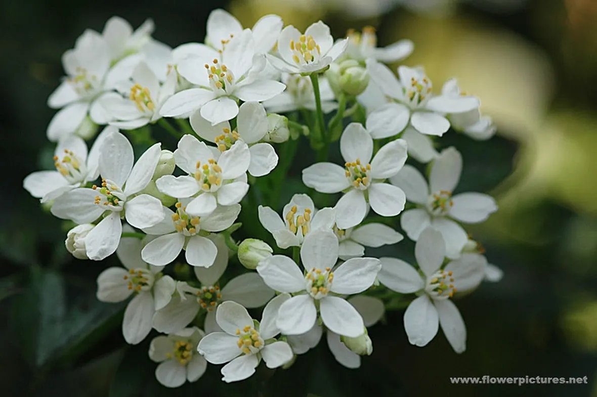 fiori per festa della mamma