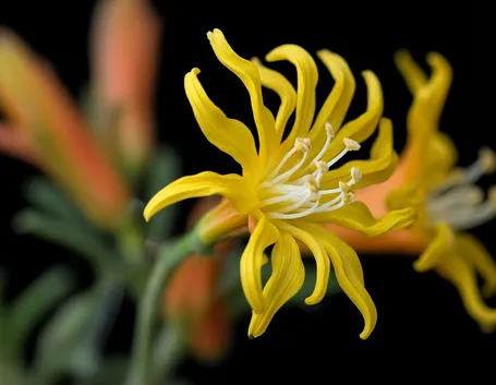 fiori per guarigioni-1