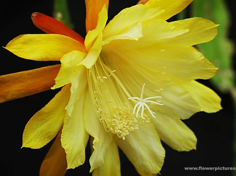 fiori per guarigioni-1