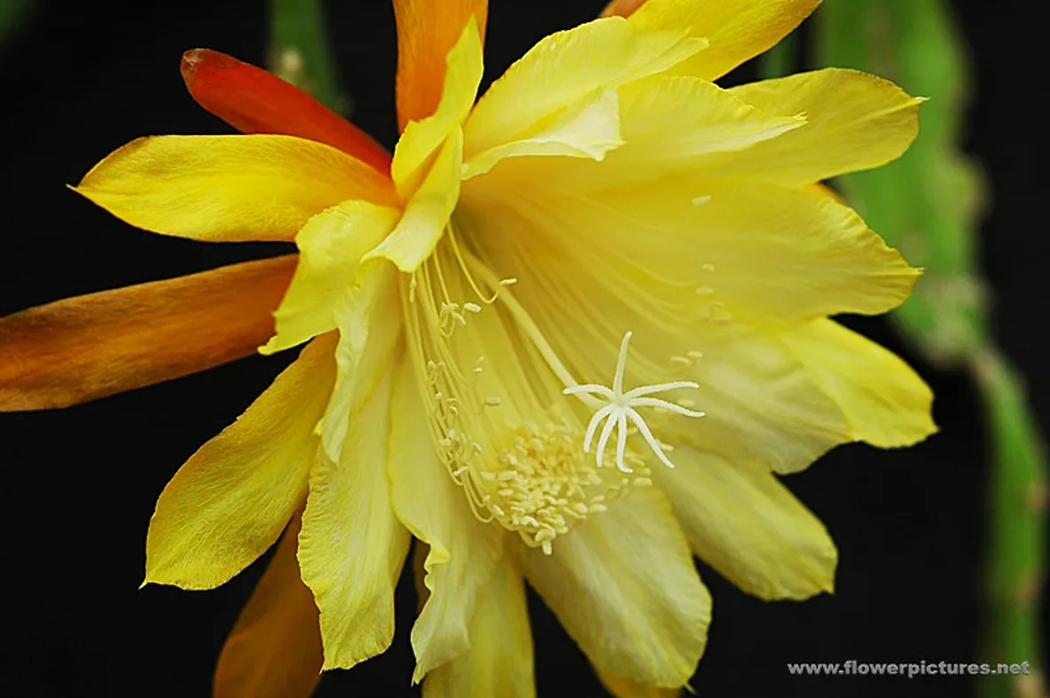 fiori per guarigioni-1