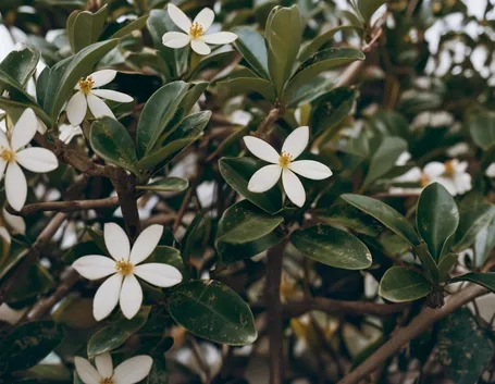 fiori per la laurea
