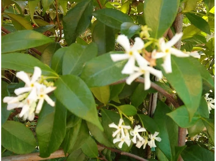 fiori per la laurea