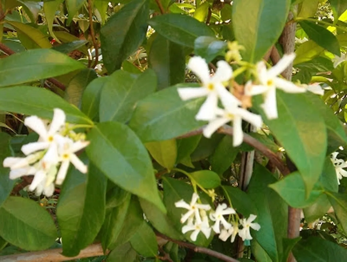 fiori per la laurea