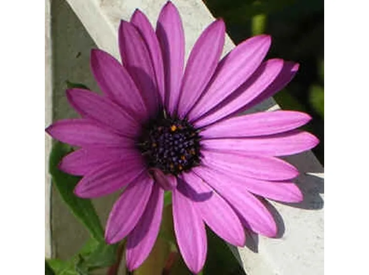 fiori per laurea e diploma-2