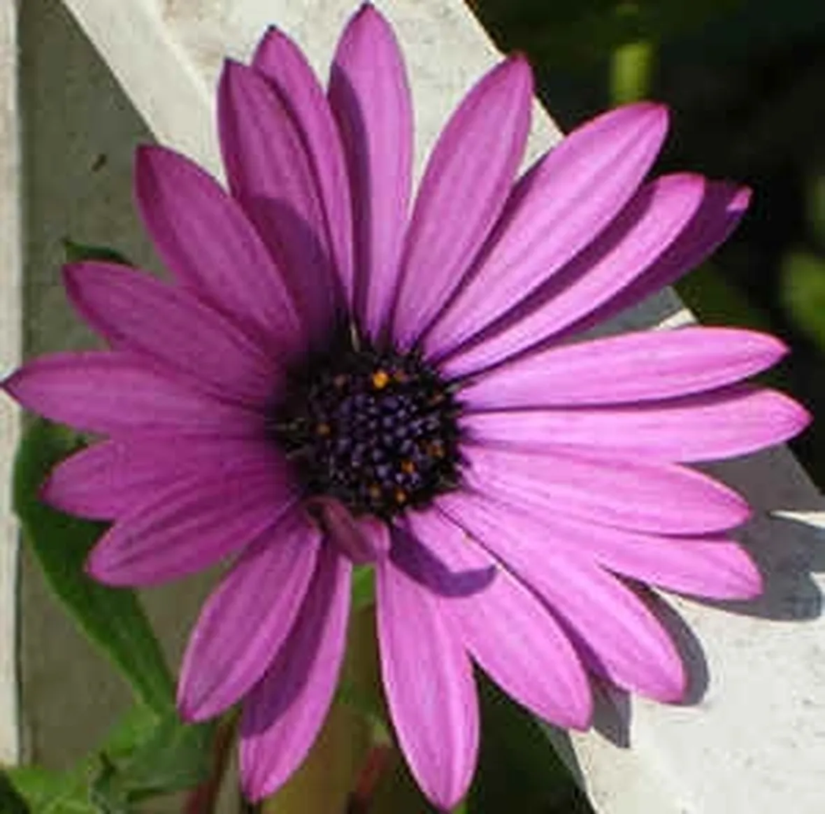 fiori per laurea e diploma-2
