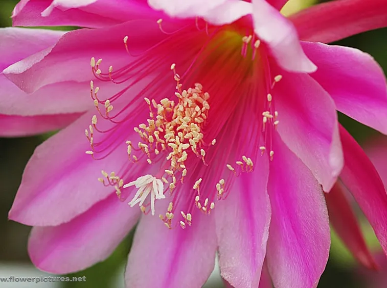 fiori per laurea e diploma