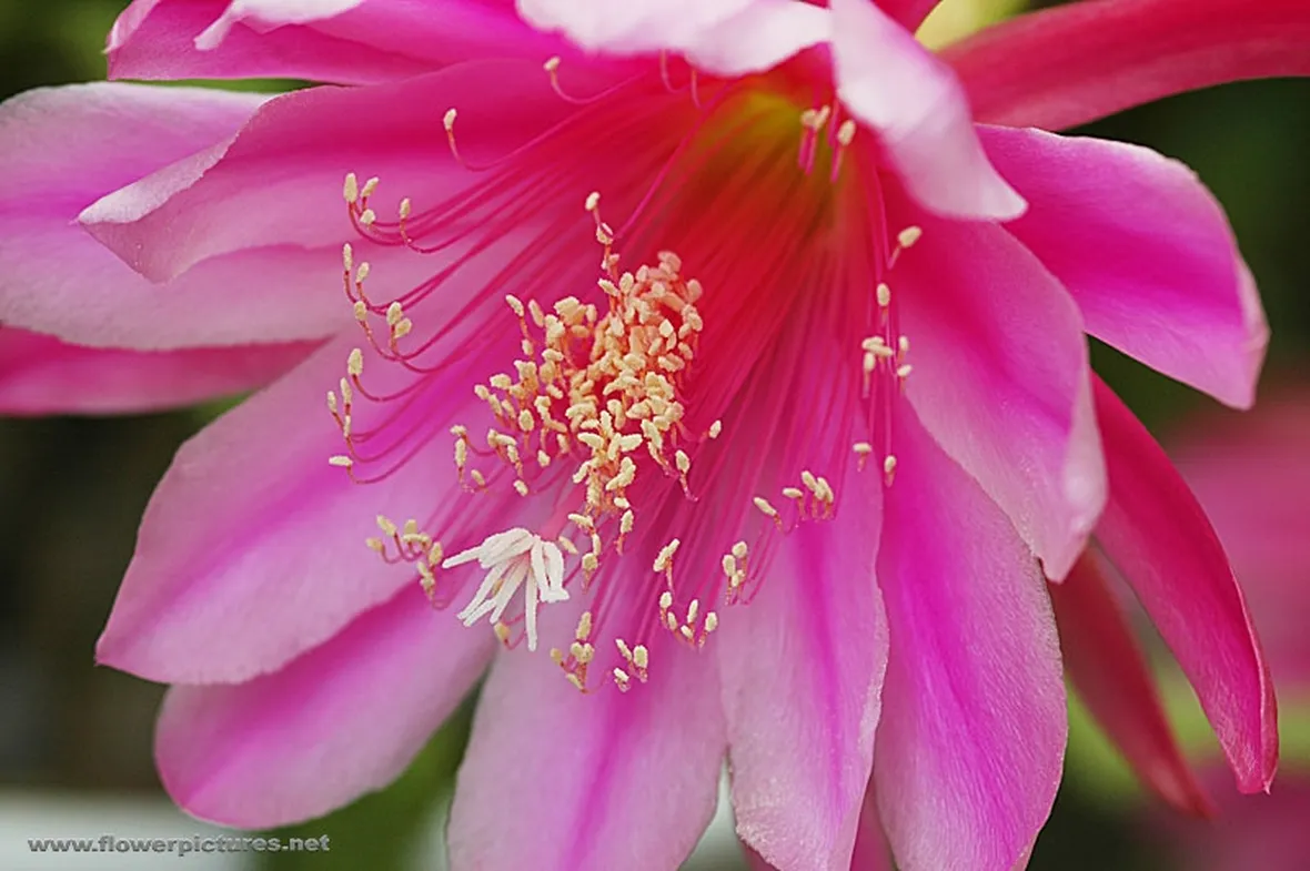fiori per laurea e diploma