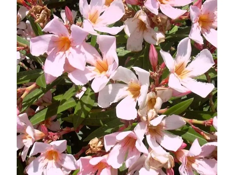 fiori per le donne