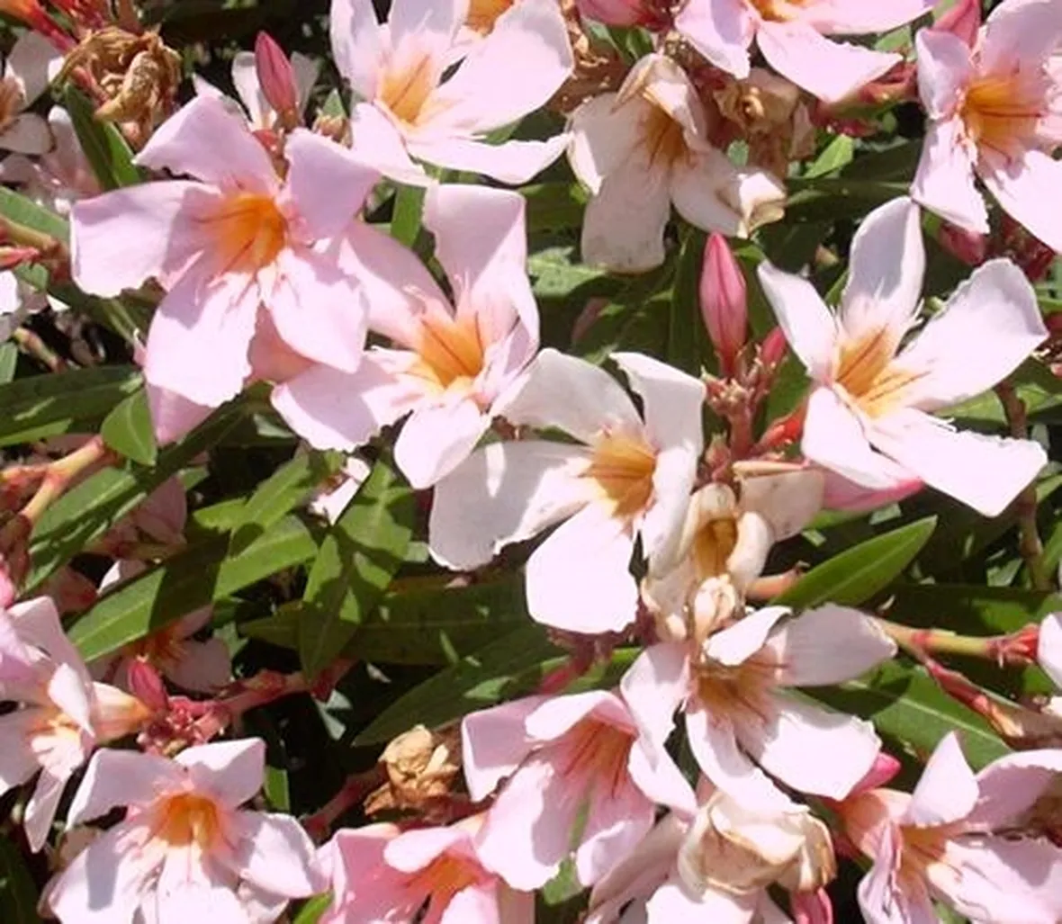 fiori per le donne