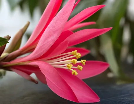 fiori per lei-1