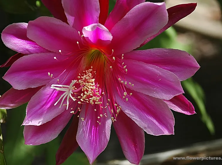 fiori per lei-1