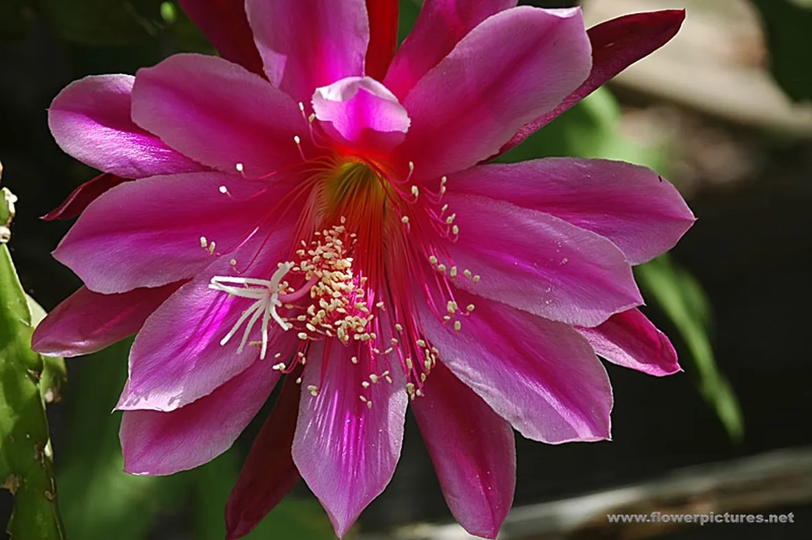 fiori per lei-1