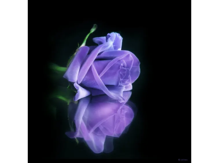 fiori per lei-2