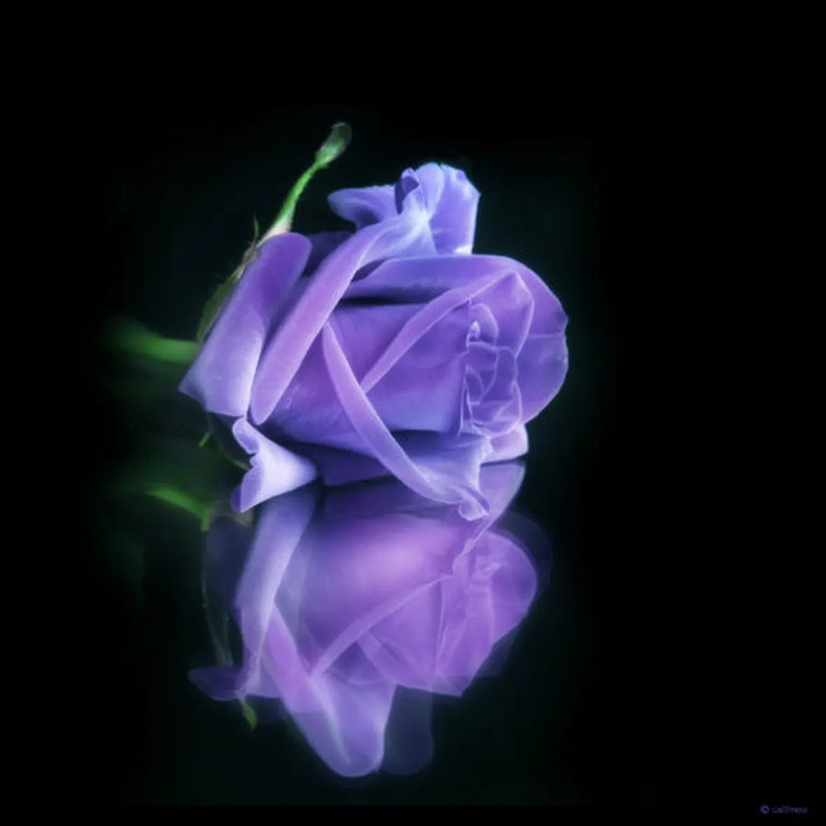 fiori per lei-2
