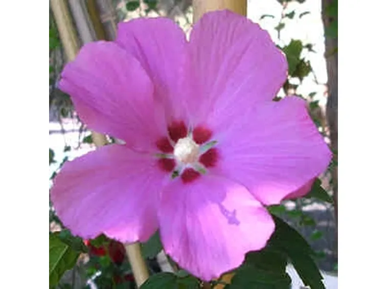 fiori per lei-3