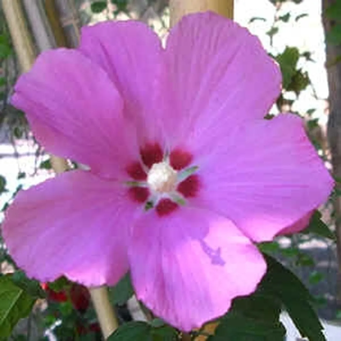 fiori per lei-3
