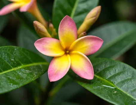 fiori per lui-3