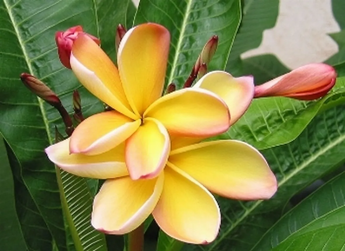 fiori per lui-3
