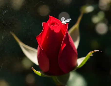 fiori per lui-4