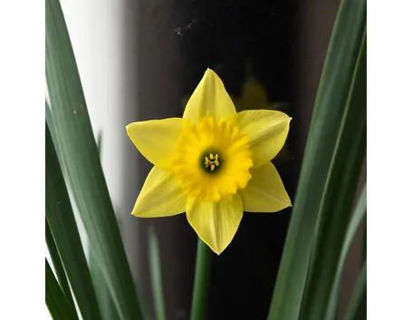 fiori per lutto-1