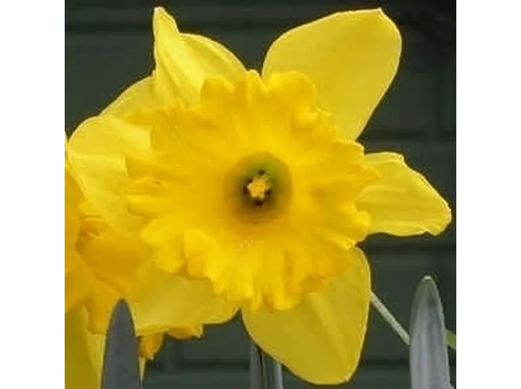 fiori per lutto-1