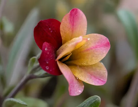 fiori per lutto