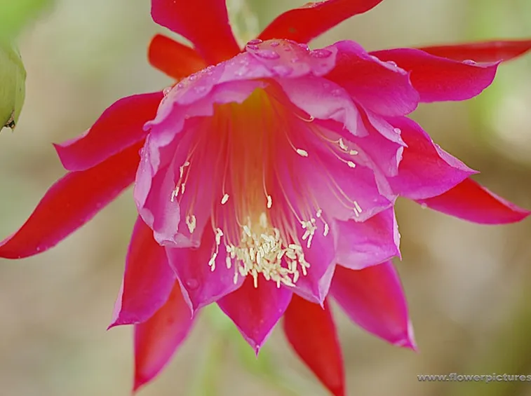 fiori per lutto