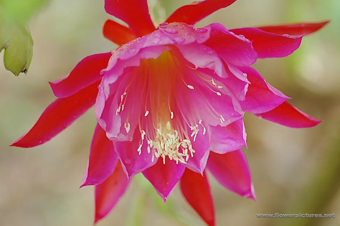 fiori per lutto