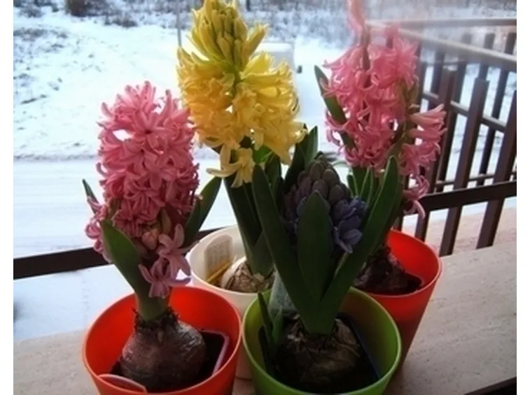 fiori per maggiore et?-1
