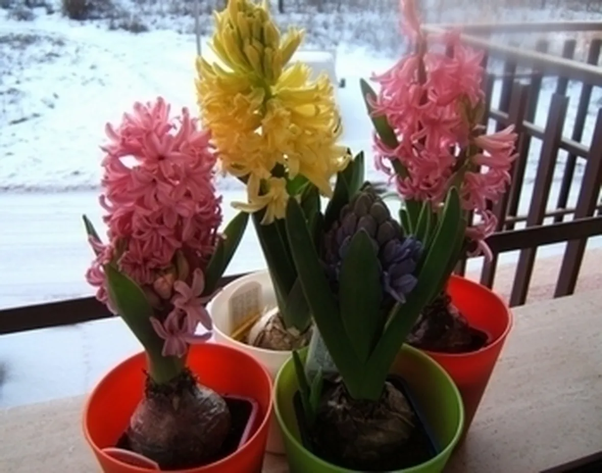 fiori per maggiore et?-1