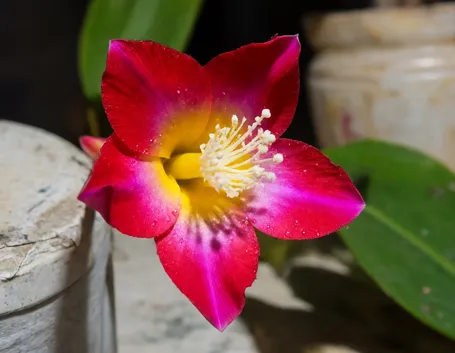 fiori per maggiore et?-2