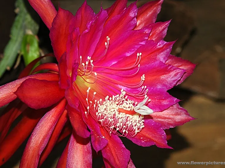 fiori per maggiore et?-2