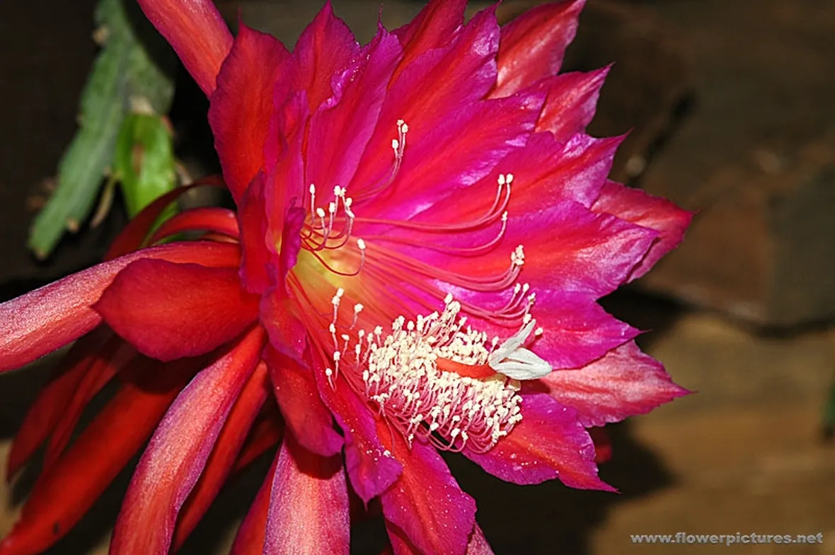 fiori per maggiore et?-2