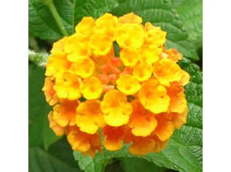 fiori per maggiore et?-3