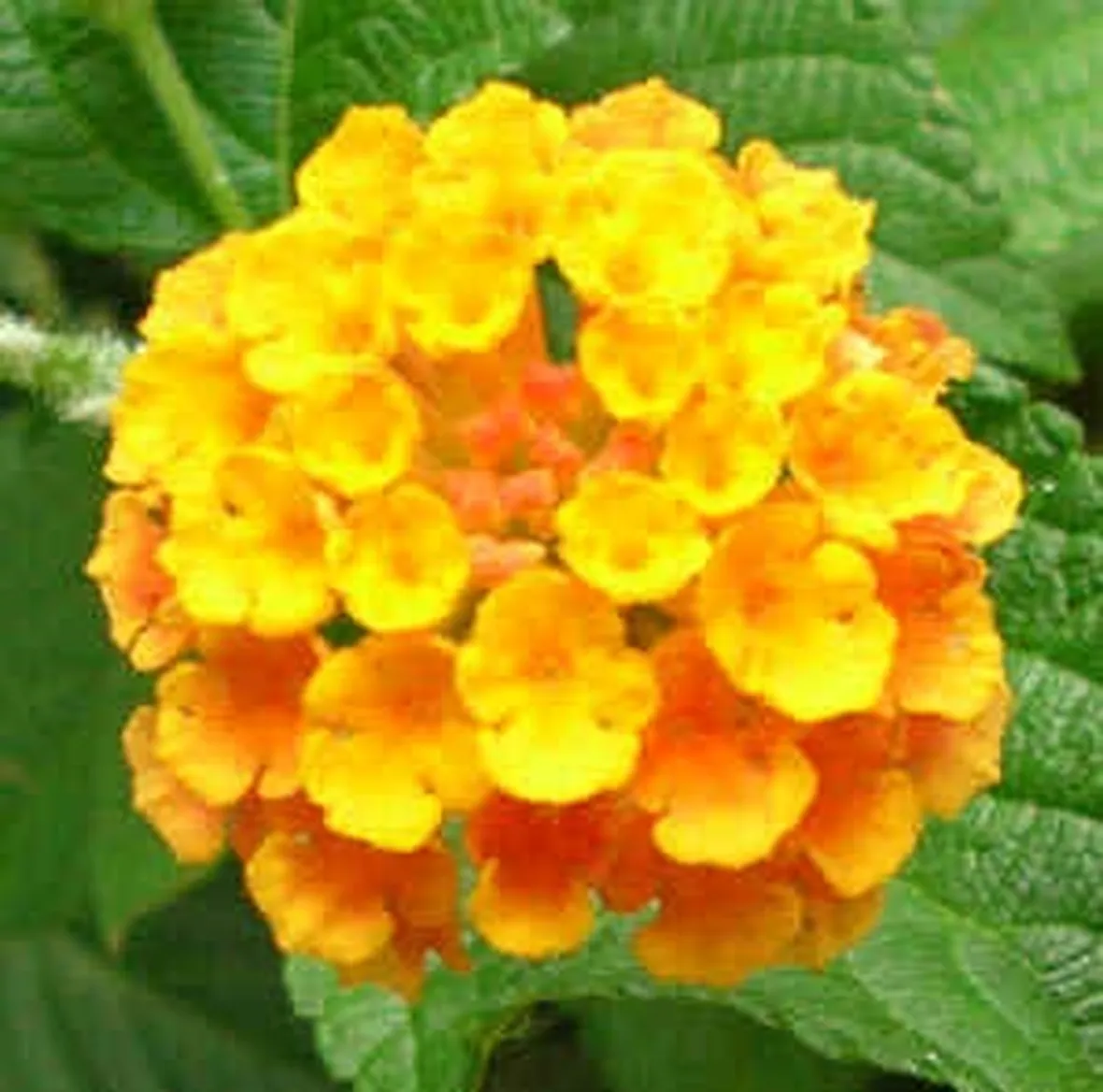 fiori per maggiore et?-3