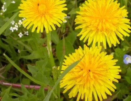 fiori per maggiore età