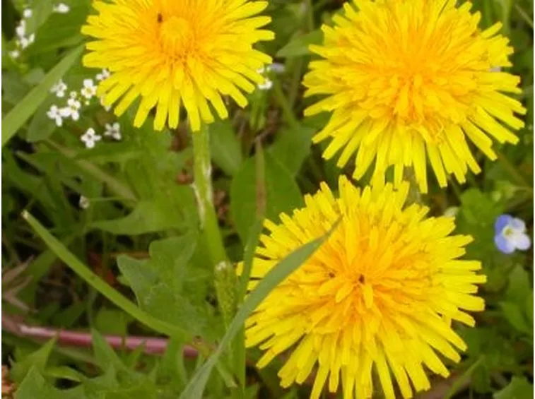 fiori per maggiore età