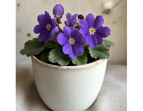 fiori per mi dispiace-1