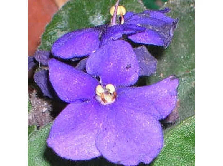 fiori per mi dispiace-1