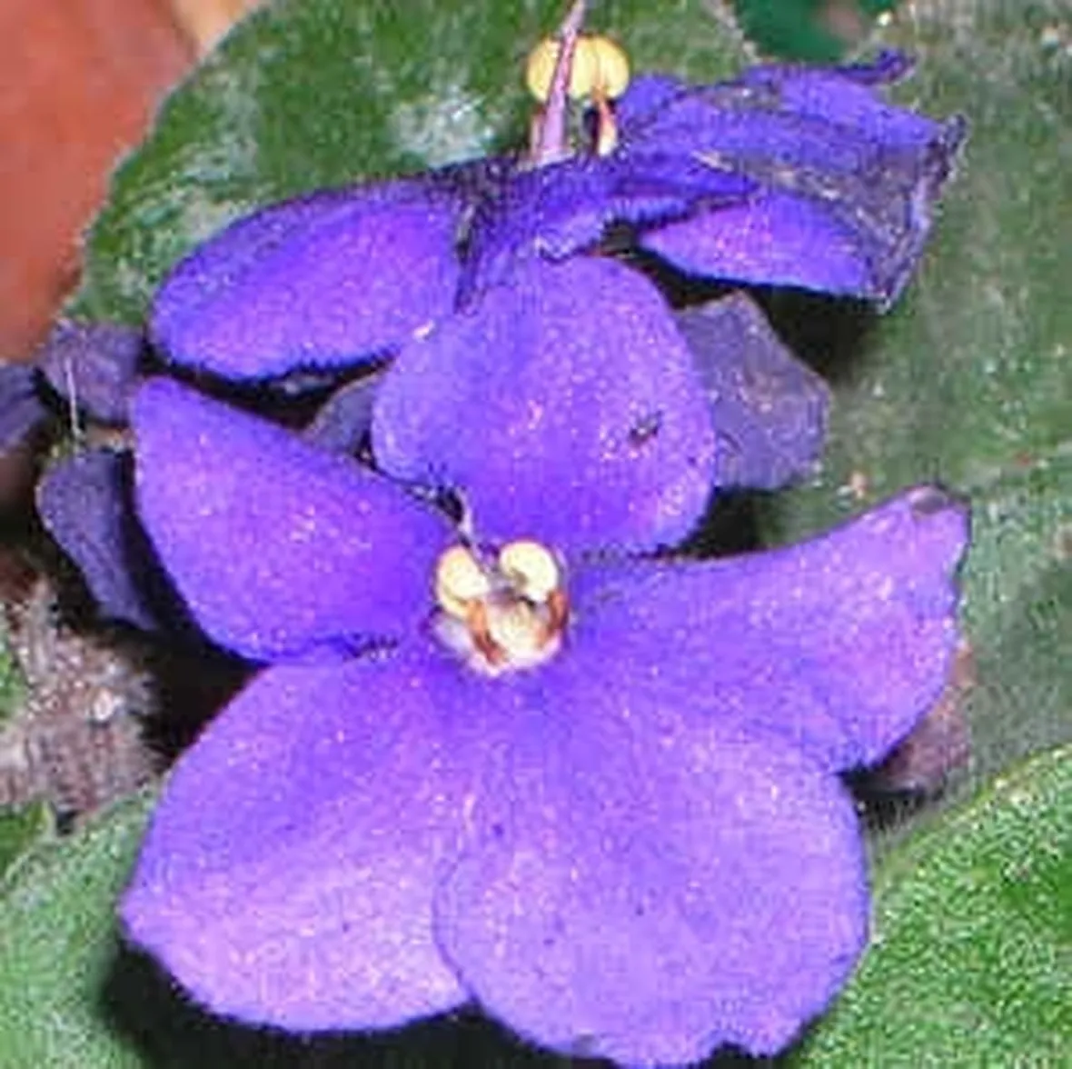 fiori per mi dispiace-1