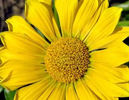fiori per mi dispiace-2