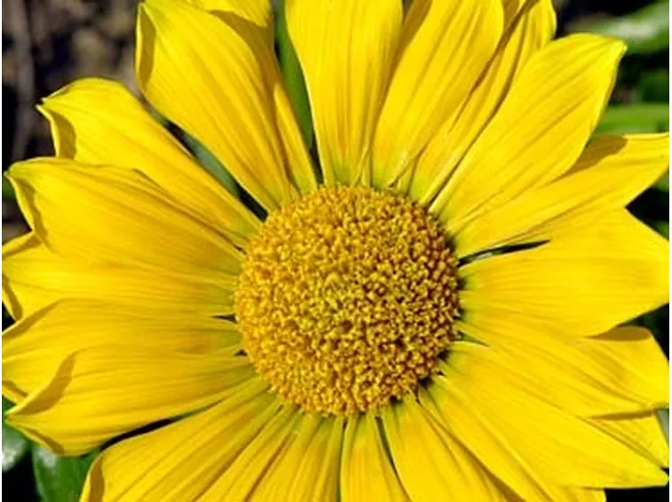 fiori per mi dispiace-2