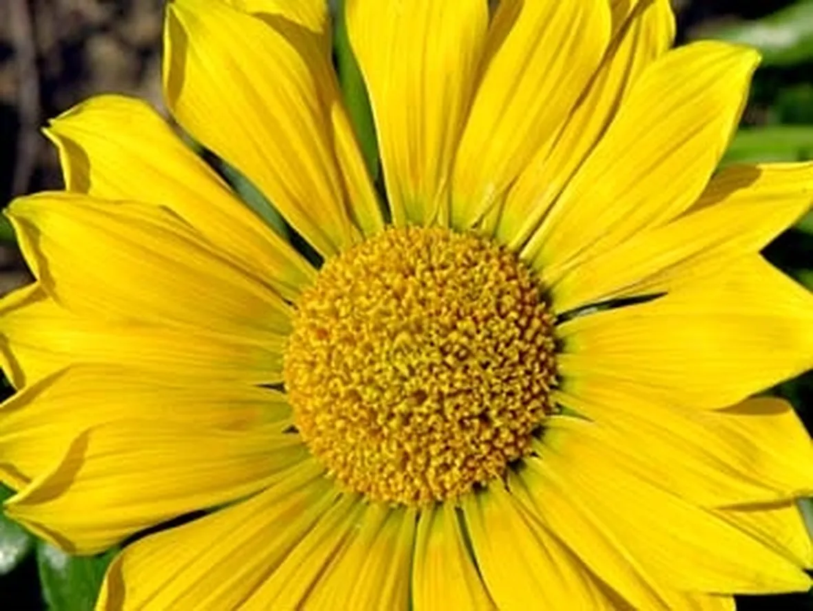fiori per mi dispiace-2