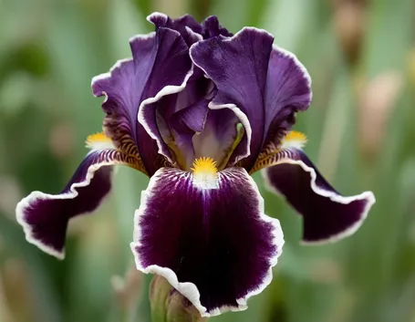 fiori per mi dispiace