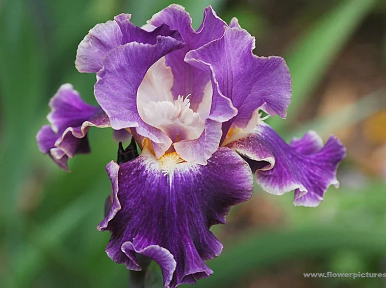 fiori per mi dispiace