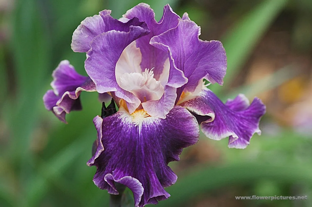 fiori per mi dispiace