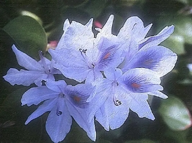 fiori per nascita-2