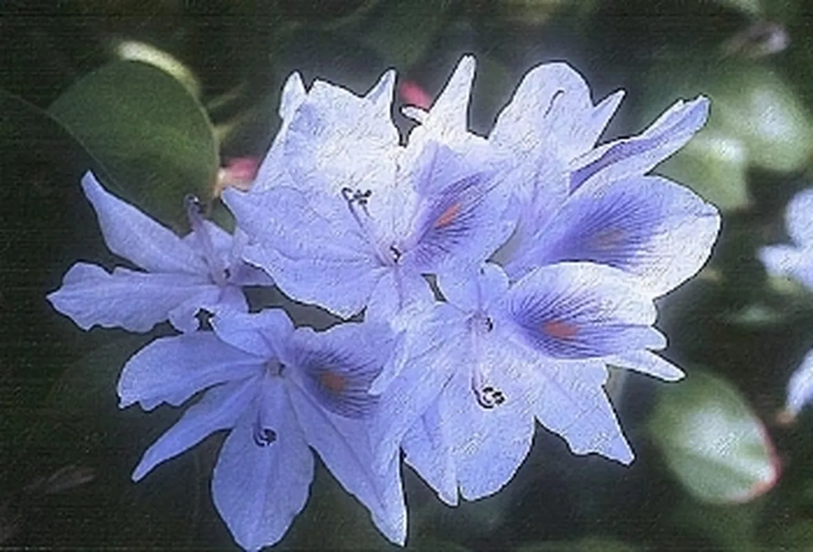 fiori per nascita-2