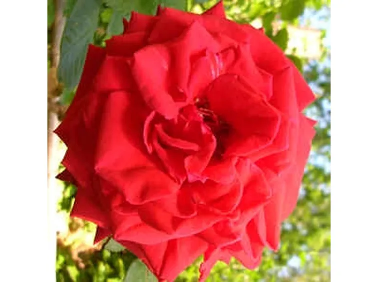 fiori per nascita-4