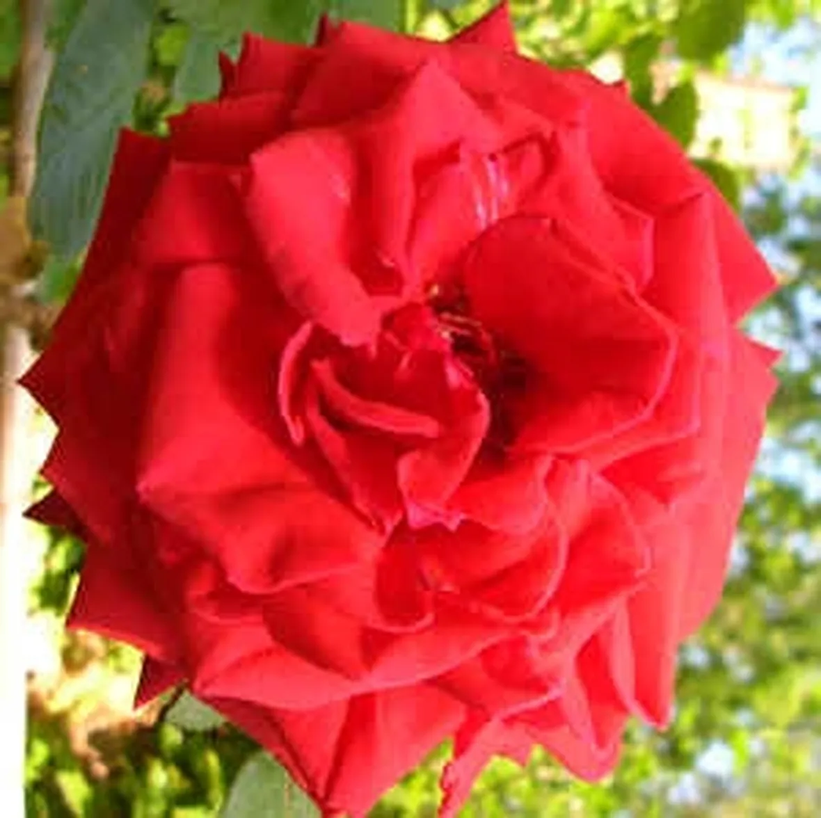 fiori per nascita-4
